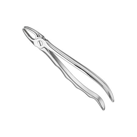 Extracting forceps, anat.